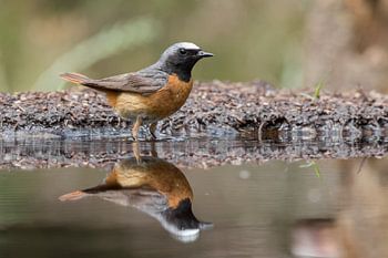 Gekraagde Roodstaart.