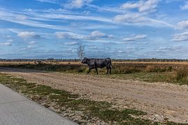 Cows by Annette van Dijk-Leek