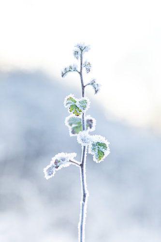 Bevroren plant op een heldere winter ochtend van Noortje van Roosmalen