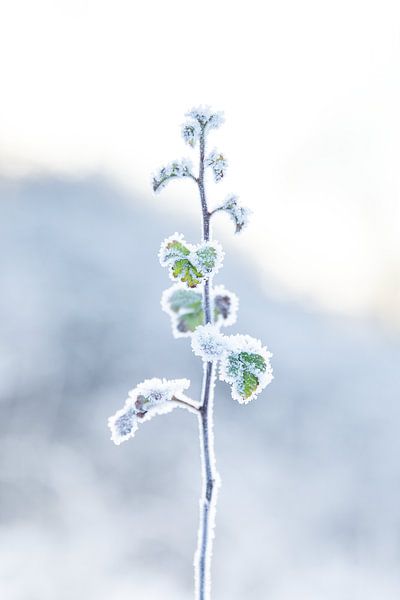 Winterzweig von Noortje van Roosmalen