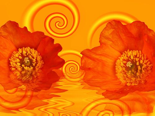 Mohn als Blickfang
