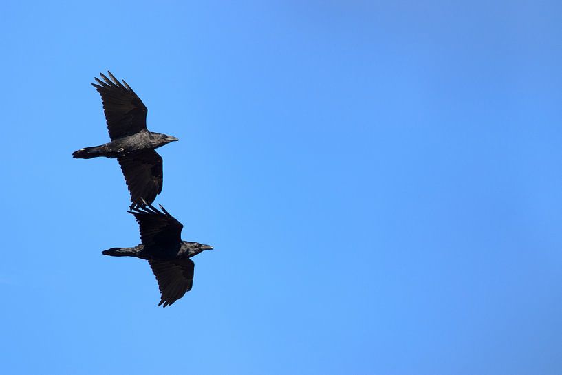 Hand in Hand von Antoine Deleij