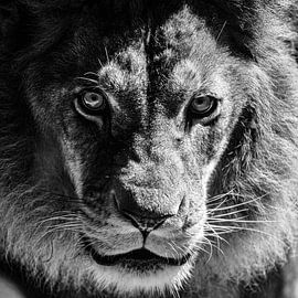 Lion by Eva Sträter