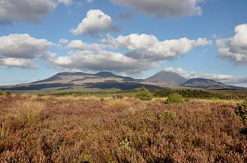 Majestic views of Tongariro from the plain by Frank Photos