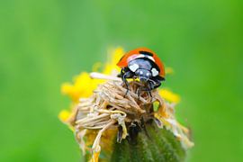 Coccinelle sur une fleur morte sur Petra Vastenburg
