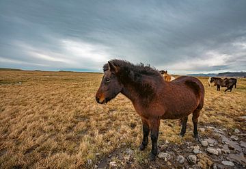IJslands paard in IJsland van Patrick Groß