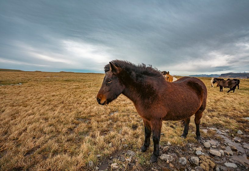 Icelandic horse in Iceland by Patrick Groß