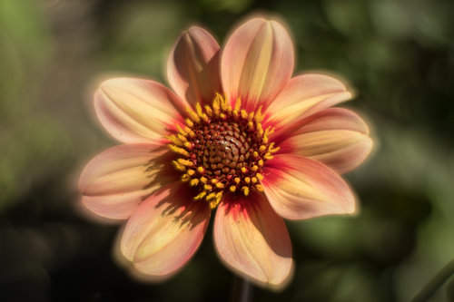 Dahlia