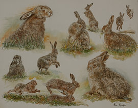 Hasenbild von Wim Romijn