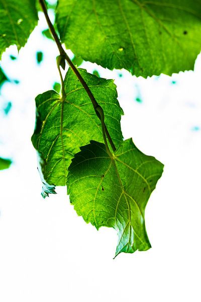 Pure Green by Christian Kwa
