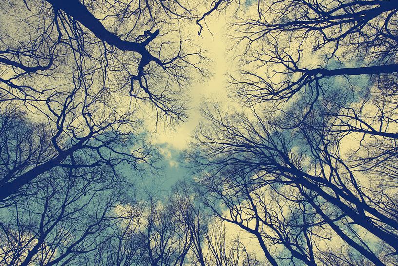 Bos van Bo Valentino