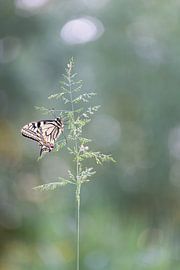 Schwalbenschwanz von Larissa Rand