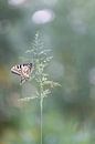 Hang on! Swallowtail butterfly by Larissa Rand thumbnail