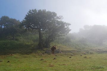 Rund in mystieke fanal forest Madeira van Annicky Reijers