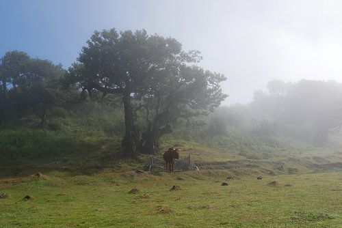 Rund in mystieke fanal forest Madeira