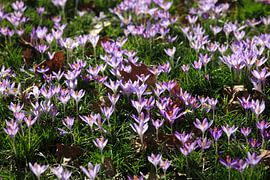 Prairie de crocus sur Thomas Jäger