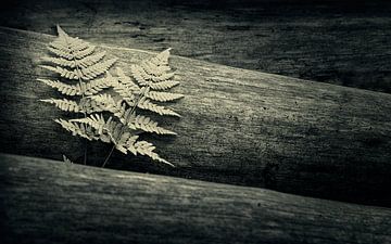 Ferns by Halma Fotografie