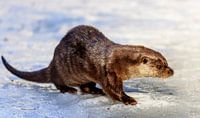 Otter (Lutra lutra) by Dirk Rüter thumbnail