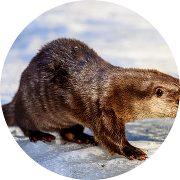 Otter (Lutra lutra)