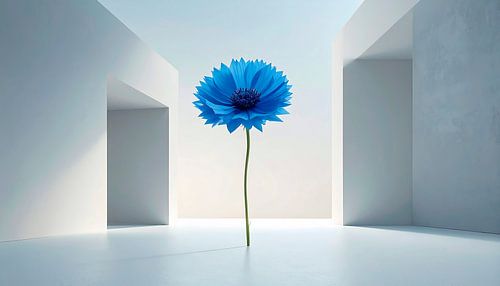 Cornflower...