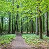 Pad door een rustig bos met jonge bladeren van Joost Adriaanse
