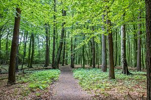 Chemin à travers une forêt tranquille avec de jeunes feuilles