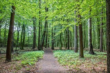 Weg durch einen ruhigen Wald mit jungen Blättern