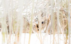 Elkaar warm houden op Texel van Danny Slijfer Natuurfotografie