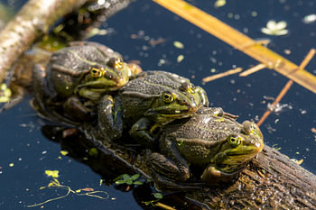 Niederlande Wasserland mit 3 Fröschen