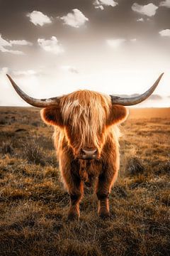 Scottish Highland cattle by Voss photography