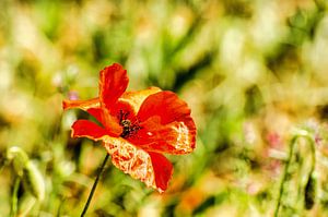 Blüte vom Klatschmohn
