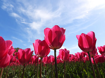 Tulips