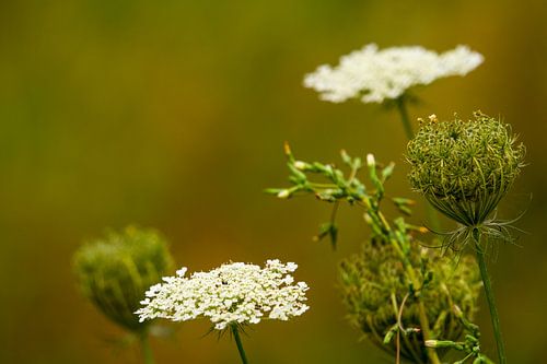 wild carrot