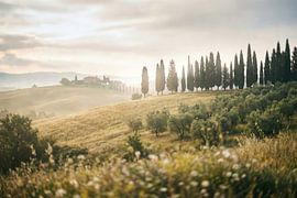 Lumière dorée du matin sur une campagne vallonnée parsemée d'oliveraies sur Markus Gann