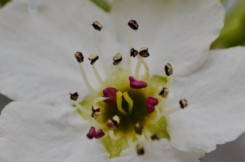 Lente in detail par Focus Your Mind