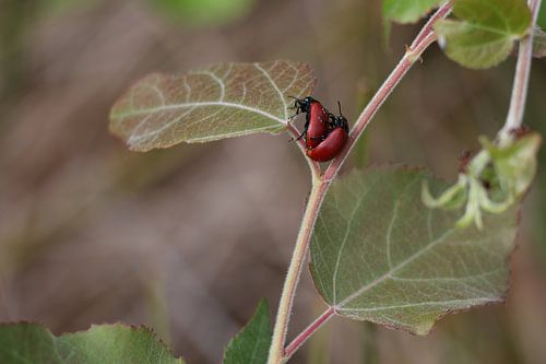stoeiende rode kevers