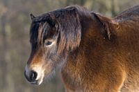 Exmoor pony