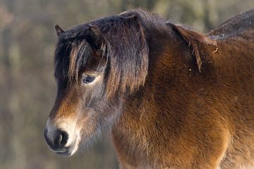 Exmoor pony van Goffe Jensma