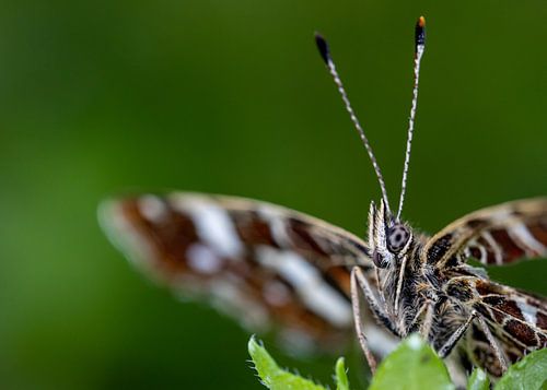 Karte Vorderansicht von Frans-Jan Snoek
