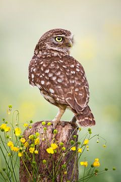 Little owl sur Pim Leijen