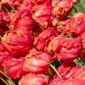 Parrot Tulip by René Roelofsen