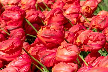 Papegaai Tulp van René Roelofsen