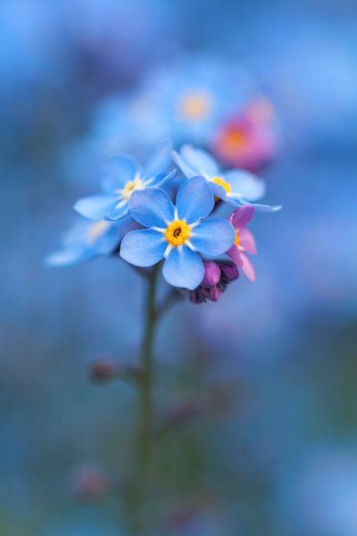 Don't Forget Me by MMFoto