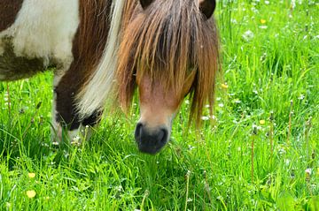 Pony in de wei van Susanne Seidel
