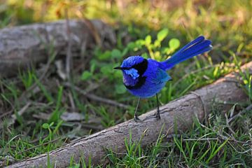 Rhapsodie en bleu : un mâle de la fée splendide (Malurus splendens) sur Rini Kools