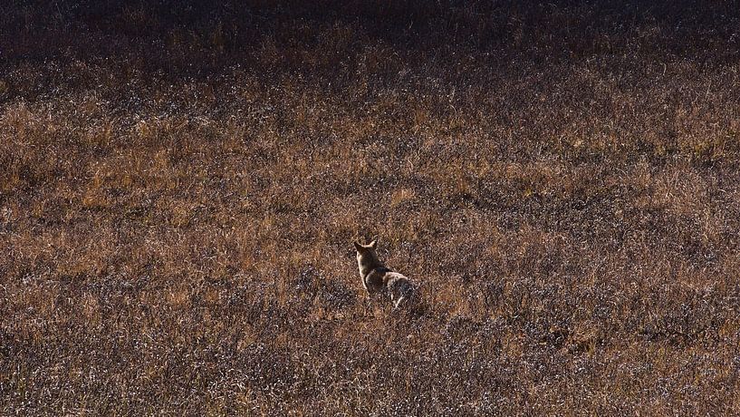 Camouflage by Timon Schneider