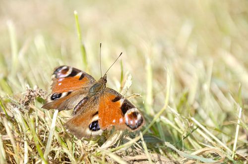 Schmetterling von Pauline Vogelaar
