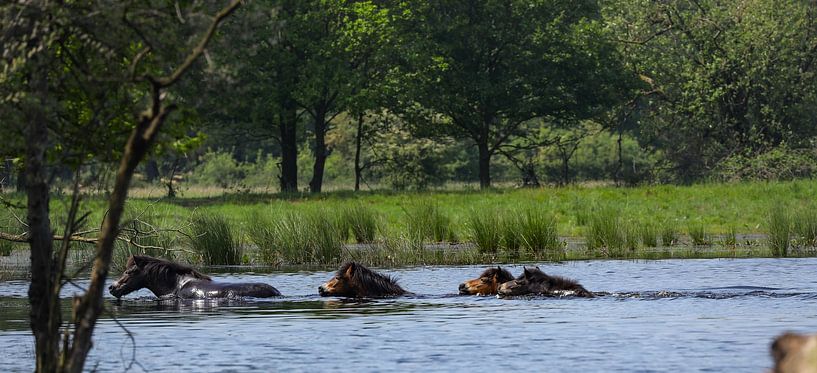 large herbivores by Marieke Funke