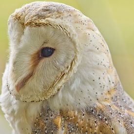 Owl, calm von Harry van den Brink