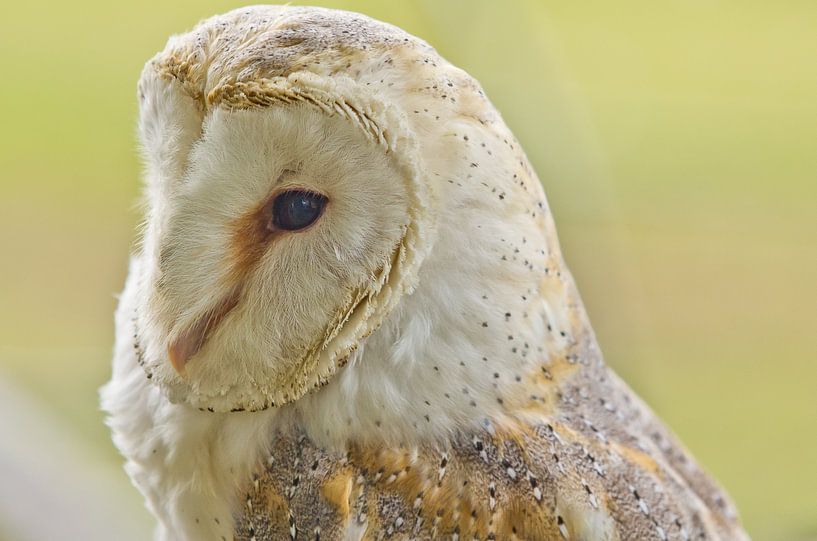 Owl, calm par Harry van den Brink